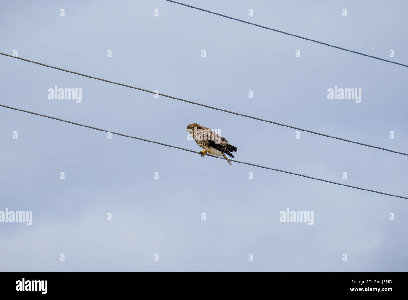 Raubvogel sitzen auf einem elektrischen Draht gegen eine blasse herbst himmel. Ein Vogel auf Kabel sieht aus wie eine musikalische Note in einer Partitur. Der Predator ist auf der Suche nach Stockfoto