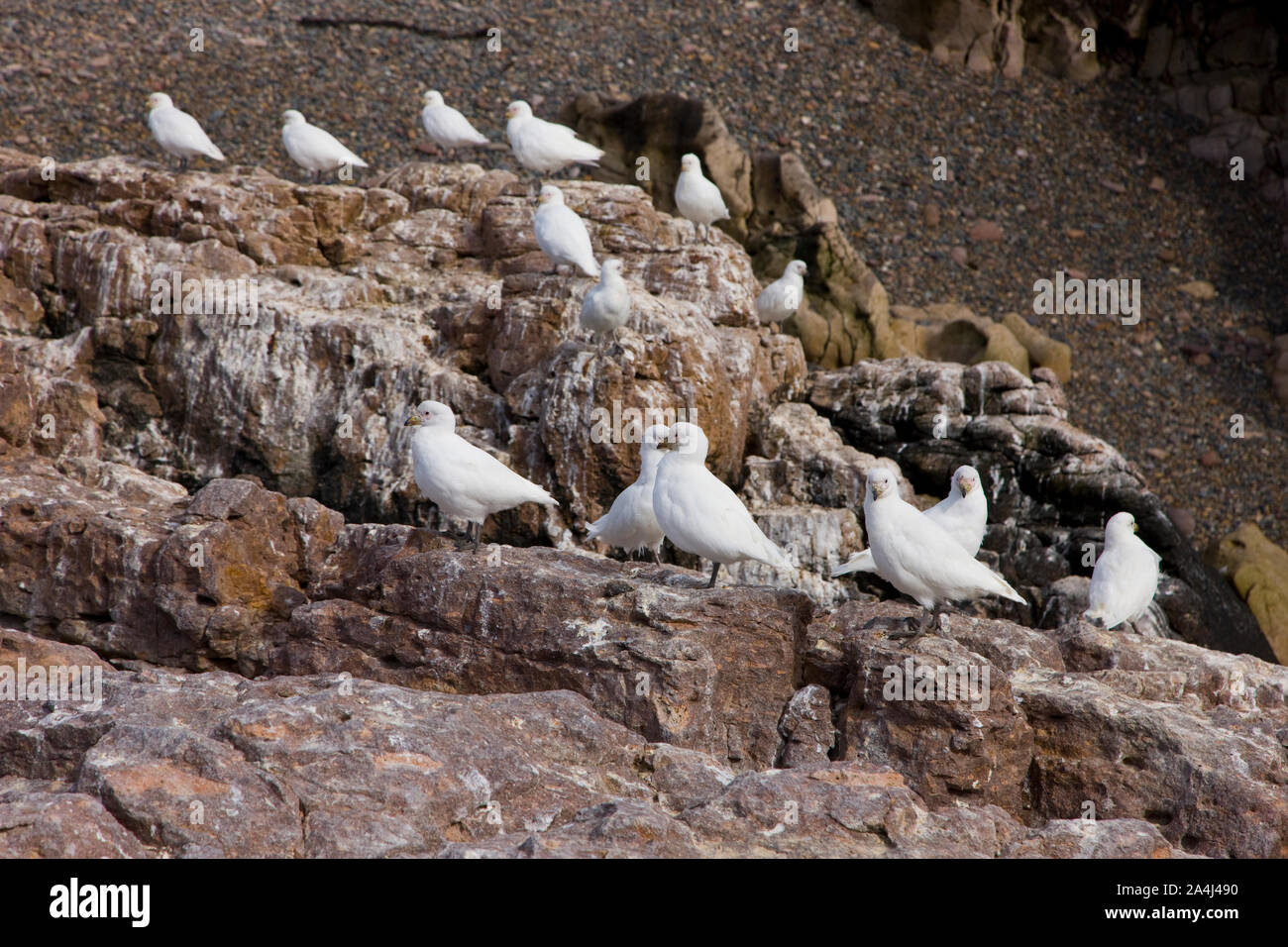 Paloma Antarktis (Chionis alba), Patagonien, Argentinien Stockfoto