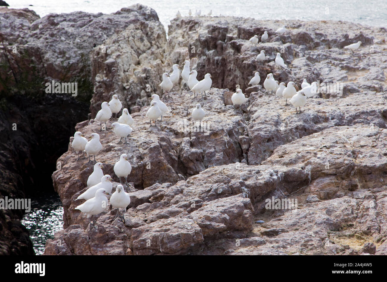 Paloma Antarktis (Chionis alba), Patagonien, Argentinien Stockfoto