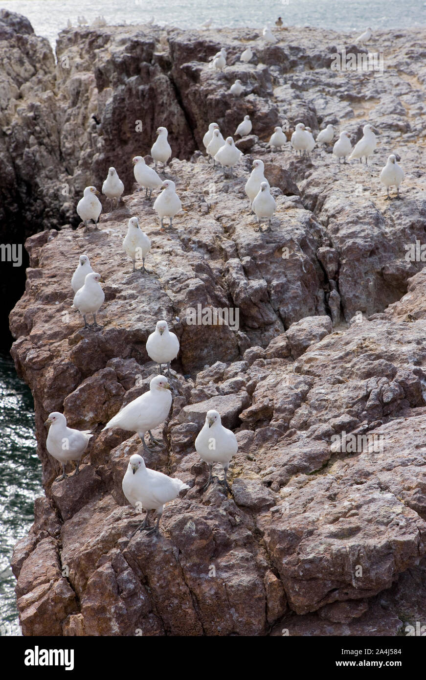 Paloma Antarktis (Chionis alba), Patagonien, Argentinien Stockfoto