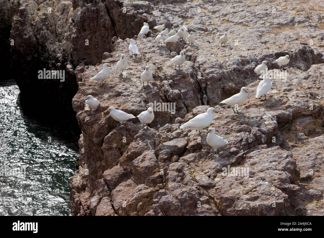 Paloma Antarktis (Chionis alba), Patagonien, Argentinien Stockfoto