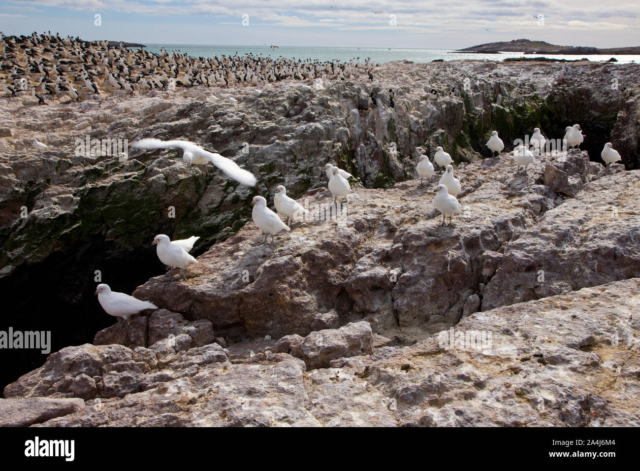 Paloma Antarktis (Chionis alba) y al fondo Cormoran Imperial, Patagonien, Argentinien Stockfoto