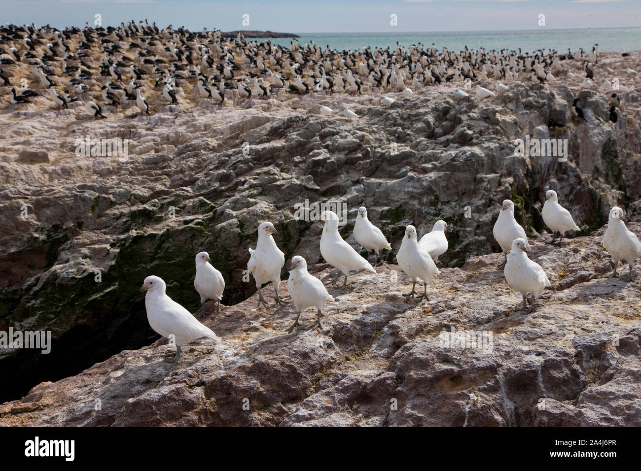 Paloma Antarktis (Chionis alba) y al fondo Cormoran Imperial, Patagonien, Argentinien Stockfoto