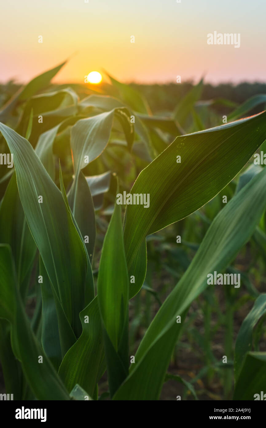 Kultiviert sorghum Feld im Sonnenuntergang, grüne Pflanze, die auf der Plantage Stockfoto
