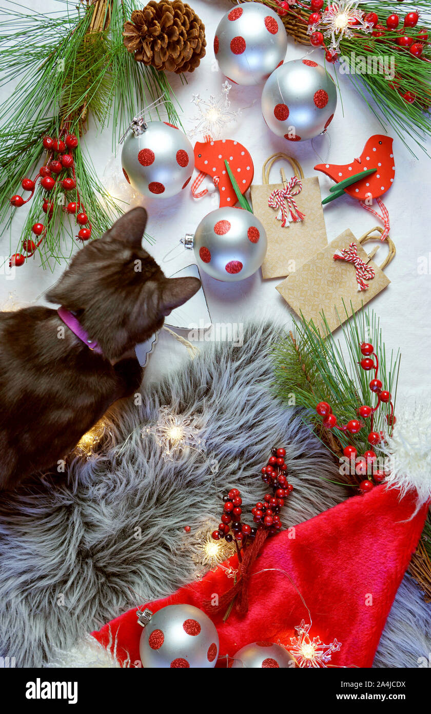 Süße Weihnachten Konzept mit kleinen schwarzen Süßholz tabby, burmesischen Kreuz, Cat spielt mit Kugeln und Dekorationen, Overhead, flach. Stockfoto