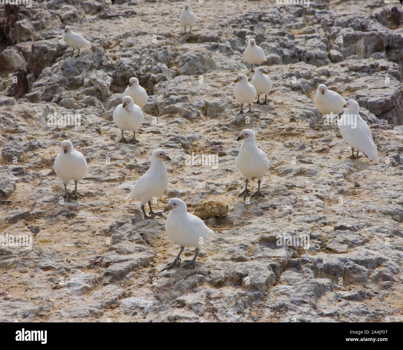 Paloma Antarktis (Chionis alba), Patagonien, Argentinien Stockfoto