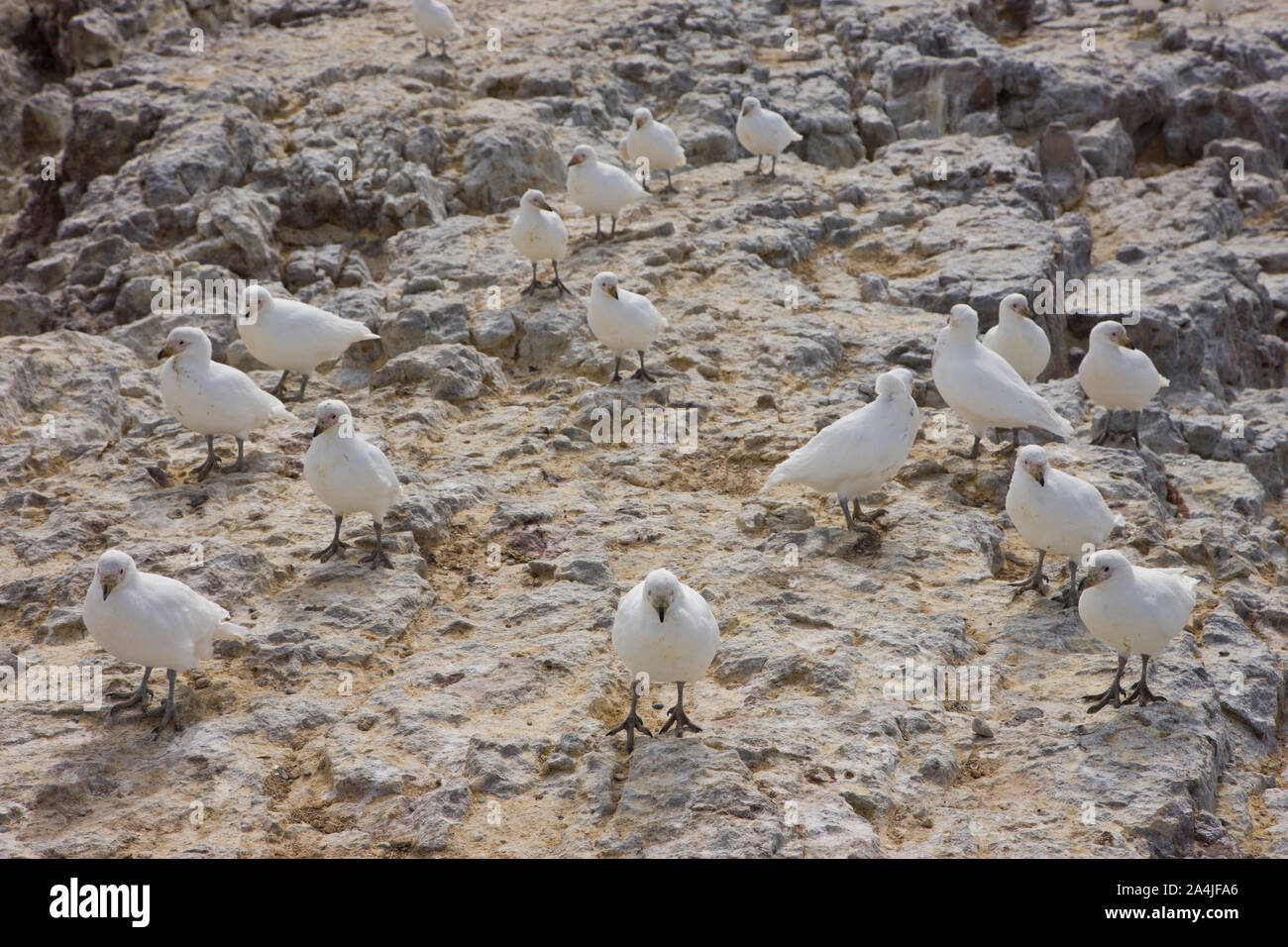 Paloma Antarktis (Chionis alba), Patagonien, Argentinien Stockfoto