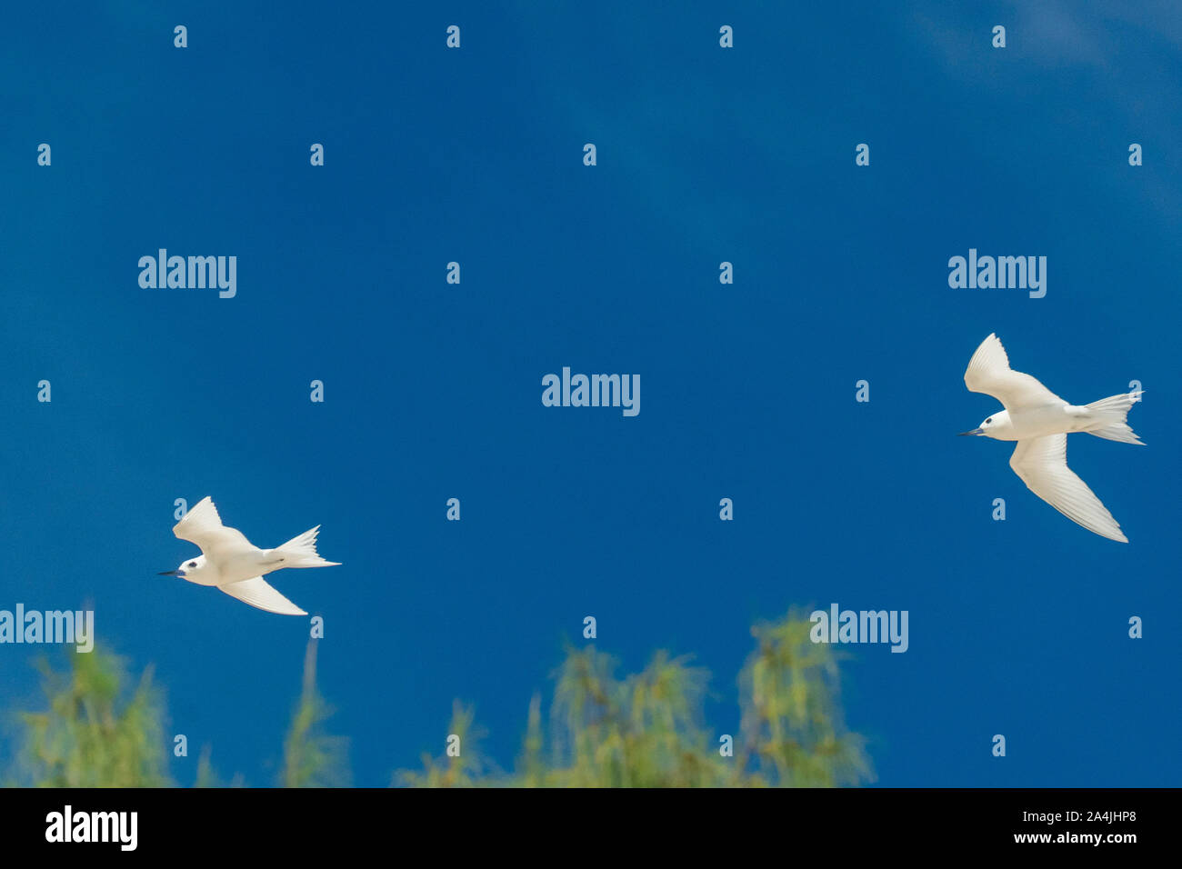 White tern in Seychellen Cousine Island im blauen Himmel Stockfoto