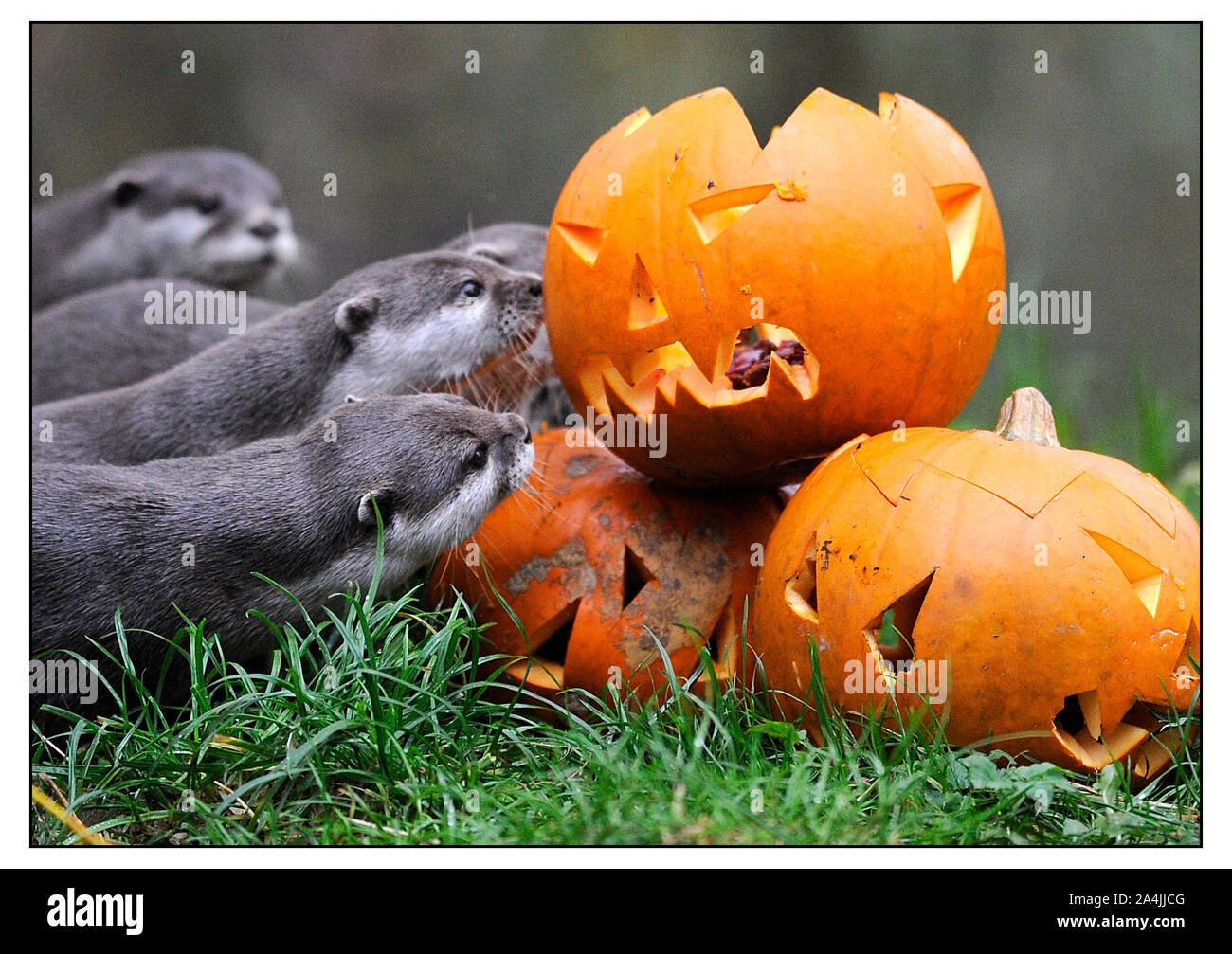 Otter genießen Sie einen Halloween im Zoo von Edinburgh am 30. Oktober in Edinburgh, Schottland 2014. Stockfoto