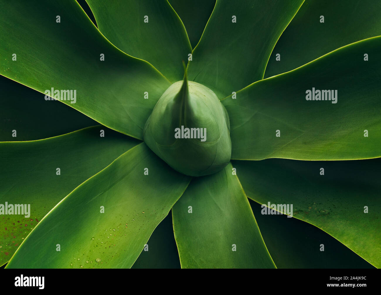 Zentraler Teil eines grossen Kaktus auf der Insel Lanzarote. Kanarische Inseln Stockfoto