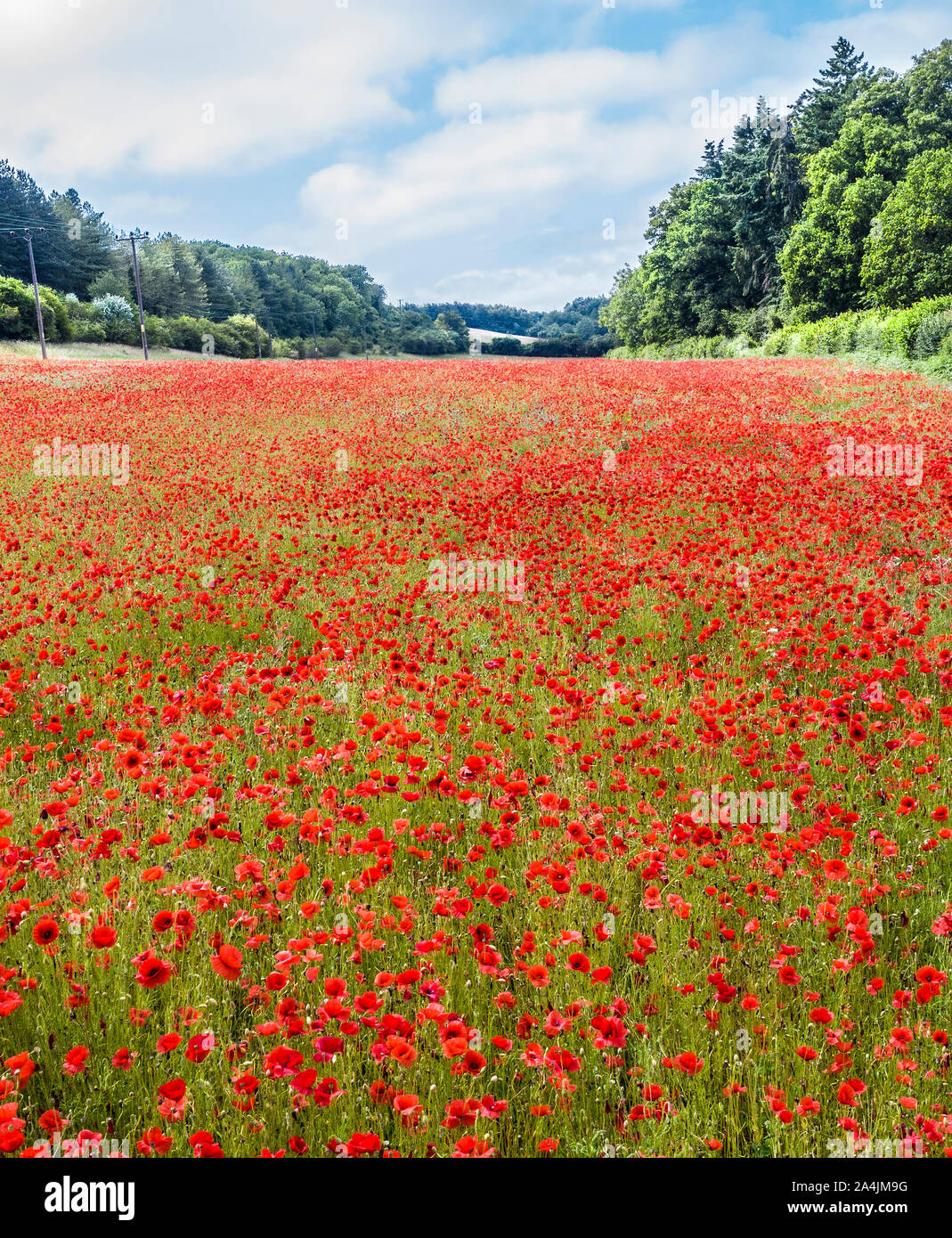 Mohnfelder Stockfoto