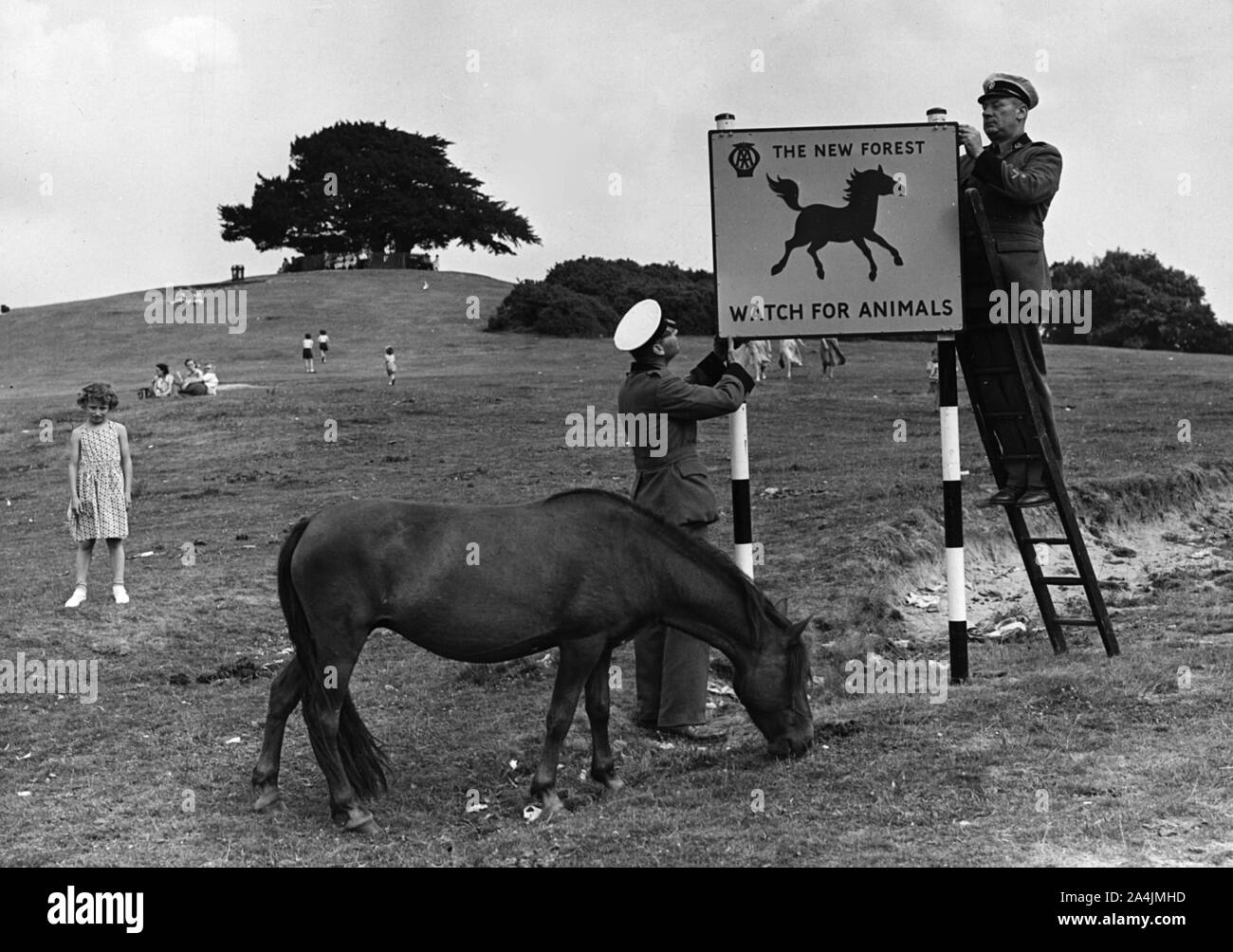 Vorsicht vor Tieren AA Road Sign in Lyndhurst, New Forest 1955. Stockfoto