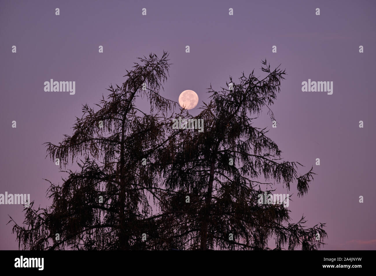 Der Mond auf einer klaren Morgenhimmel während der Dämmerung über die Silhouetten von zwei nadelbäume im Oktober in Deutschland Stockfoto