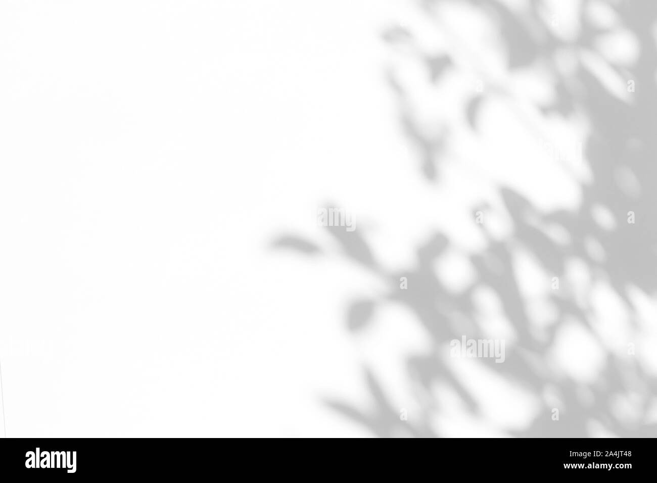 Overlay für Foto. Graue Schatten der Blätter auf eine weiße Wand. Abstrakten neutralen Charakter Konzept verschwommenen Hintergrund. Platz für Text. Stockfoto
