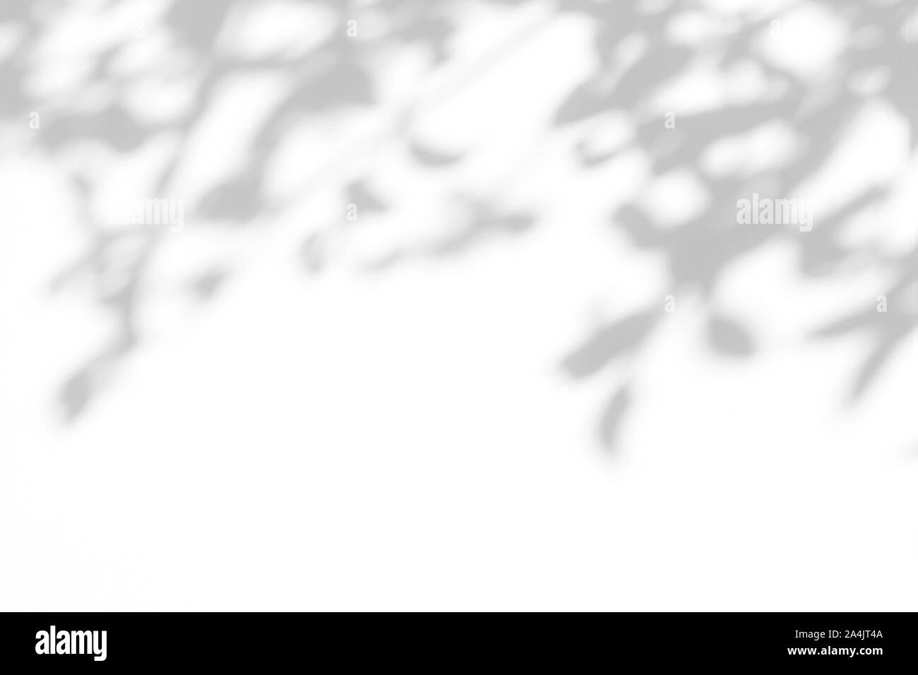 Overlay für Foto. Graue Schatten der Blätter auf eine weiße Wand. Abstrakten neutralen Charakter Konzept verschwommenen Hintergrund. Platz für Text. Stockfoto