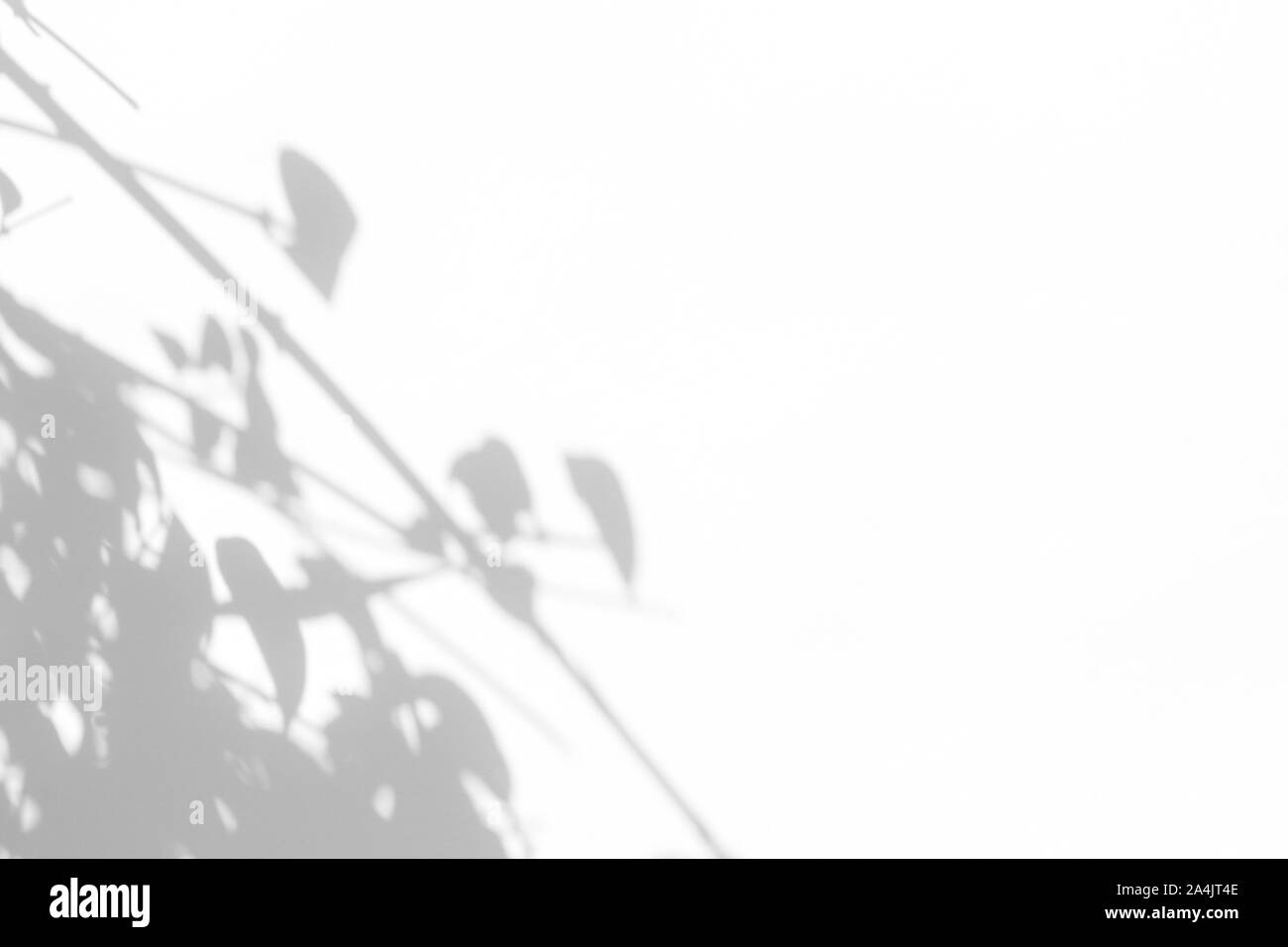 Overlay für Foto. Graue Schatten der Blätter auf eine weiße Wand. Abstrakten neutralen Charakter Konzept verschwommenen Hintergrund. Platz für Text. Stockfoto