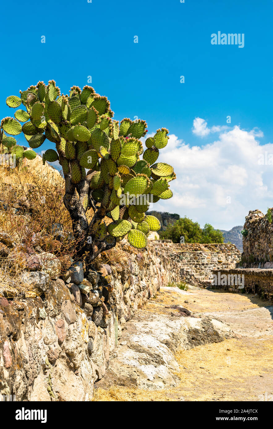 Kaktusfeige am Yagul archäologische Stätte in Mexiko Stockfoto