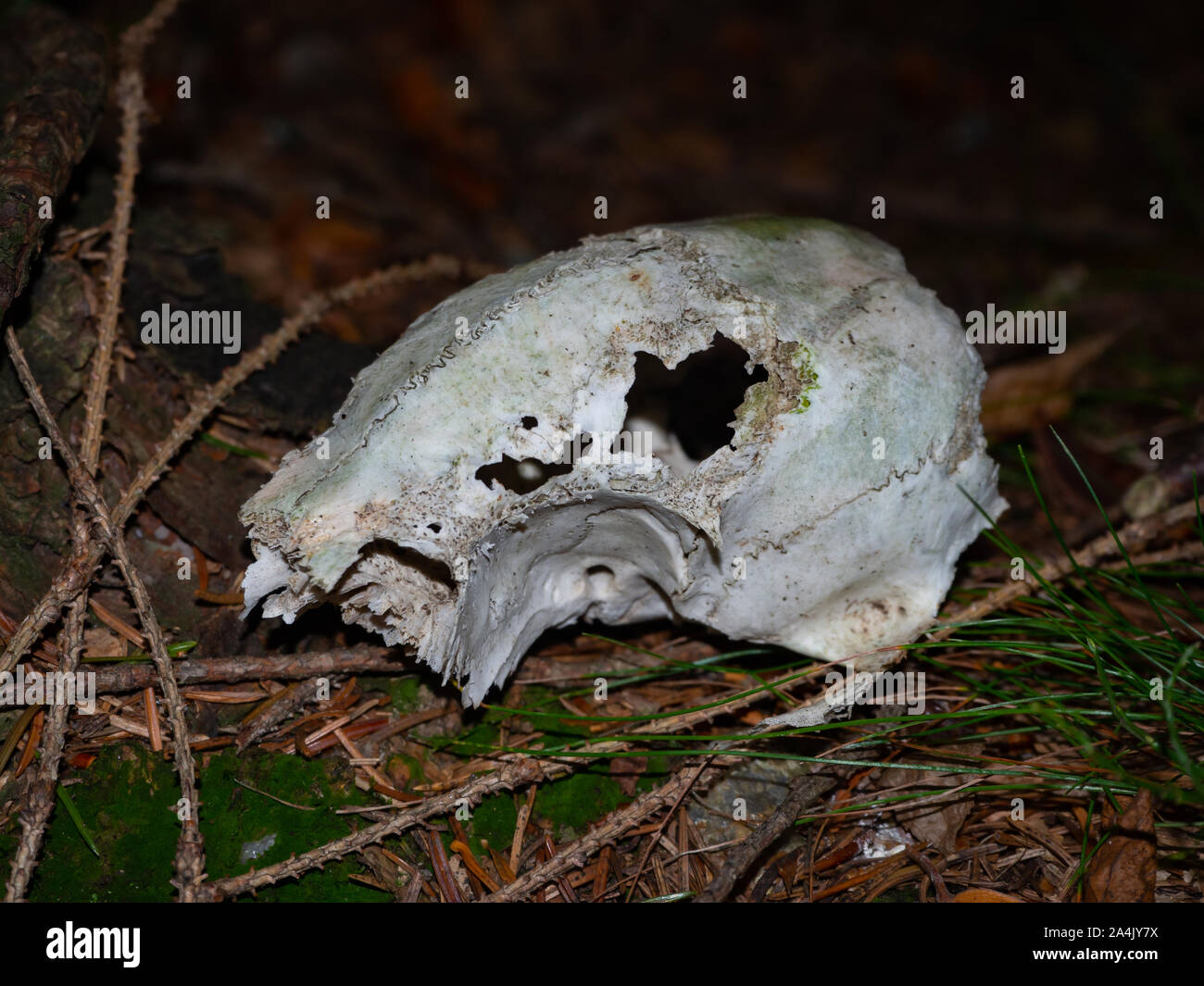 Tierischen Schädel eines wilden Tieres am Waldboden Stockfoto