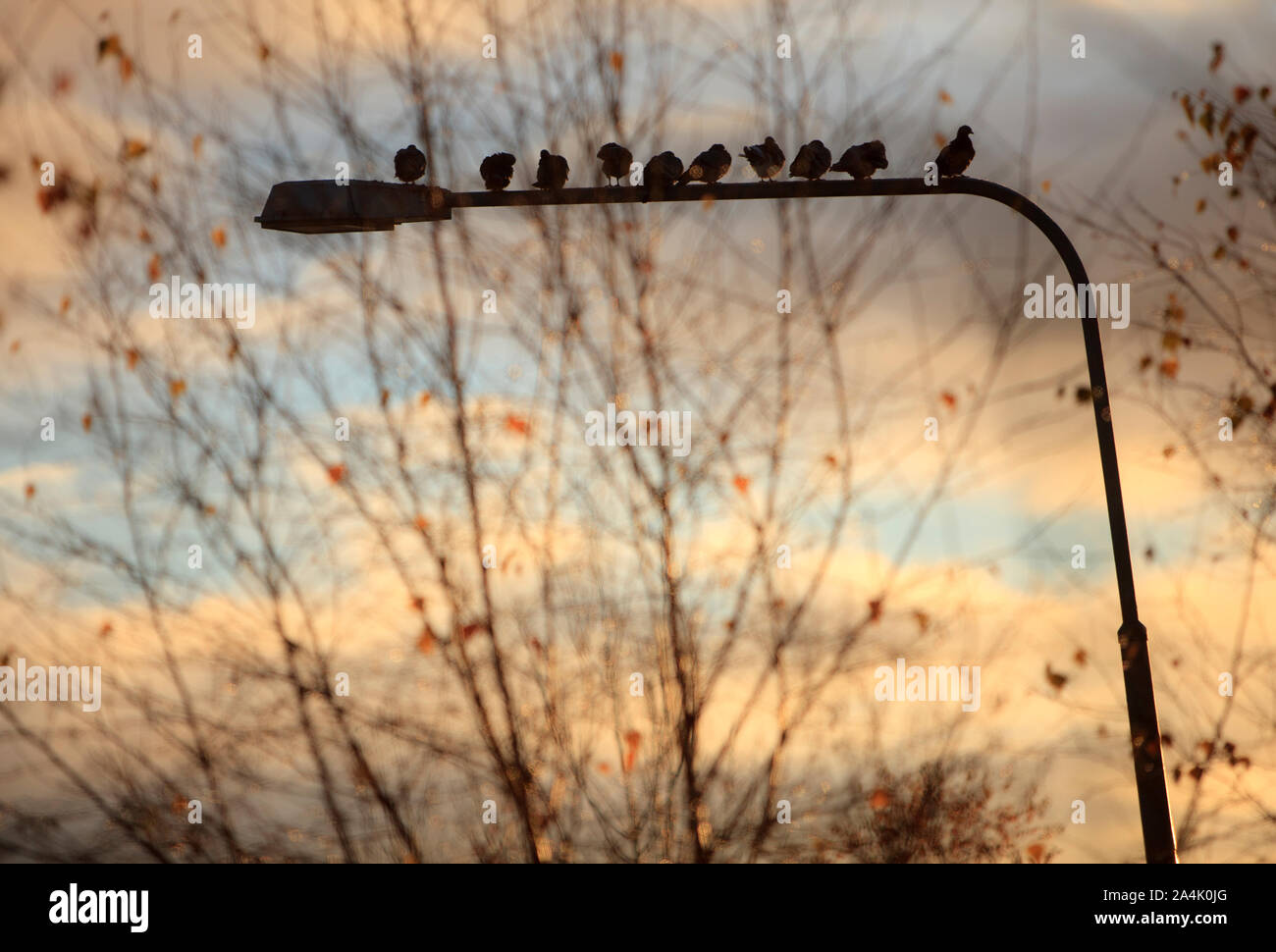 Vögel auf einem Street Light Stockfoto