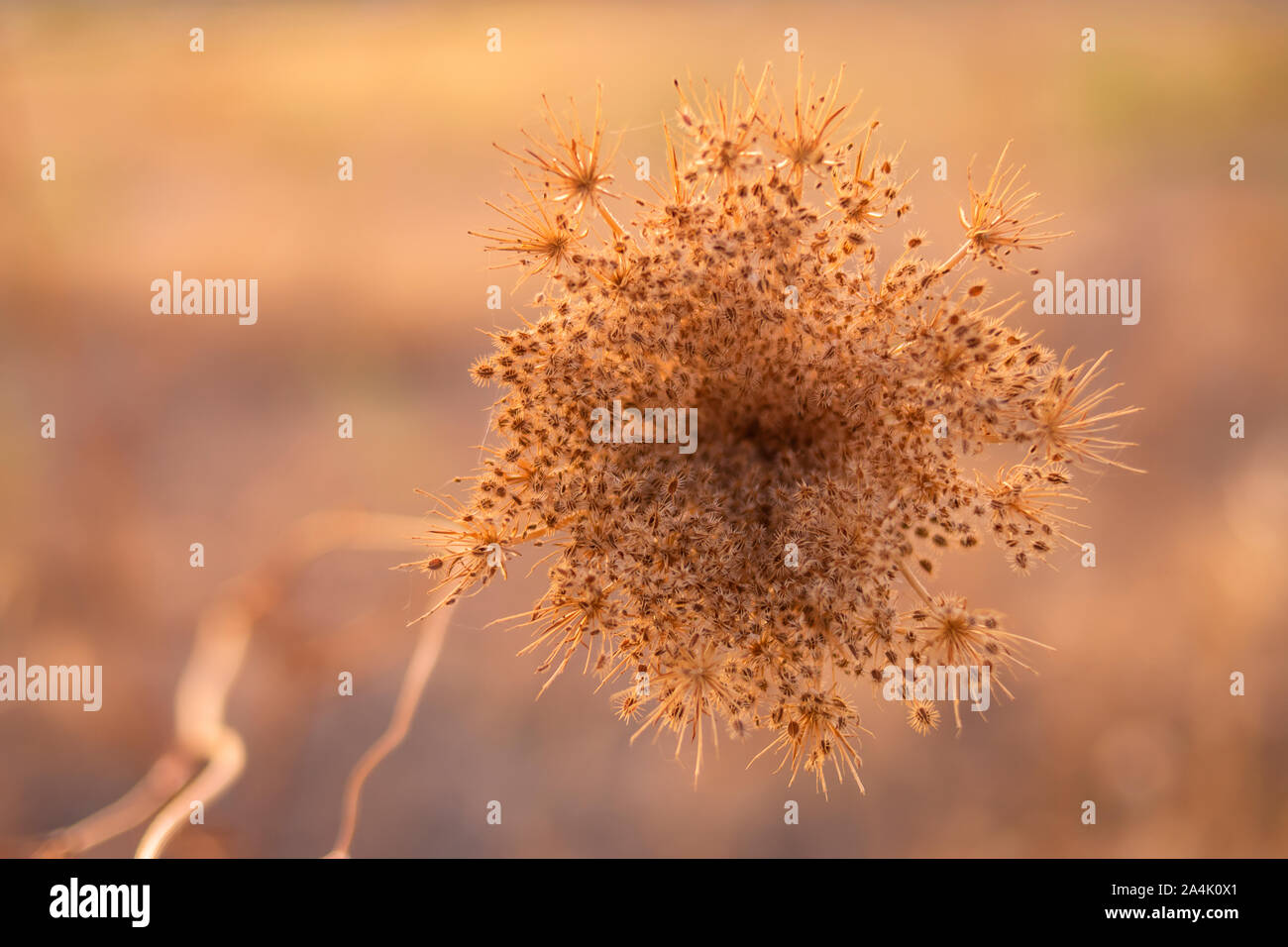 In der Nähe des seltsamen Pflanze auf unscharfen Hintergrund an einem sonnigen Herbstnachmittag bei Sonnenuntergang Stockfoto