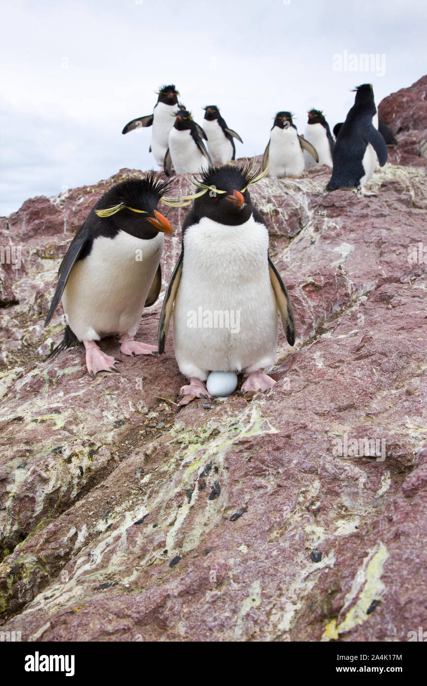 Pingüino de Penacho Amarillo (Eudyptes Isla Pingüino