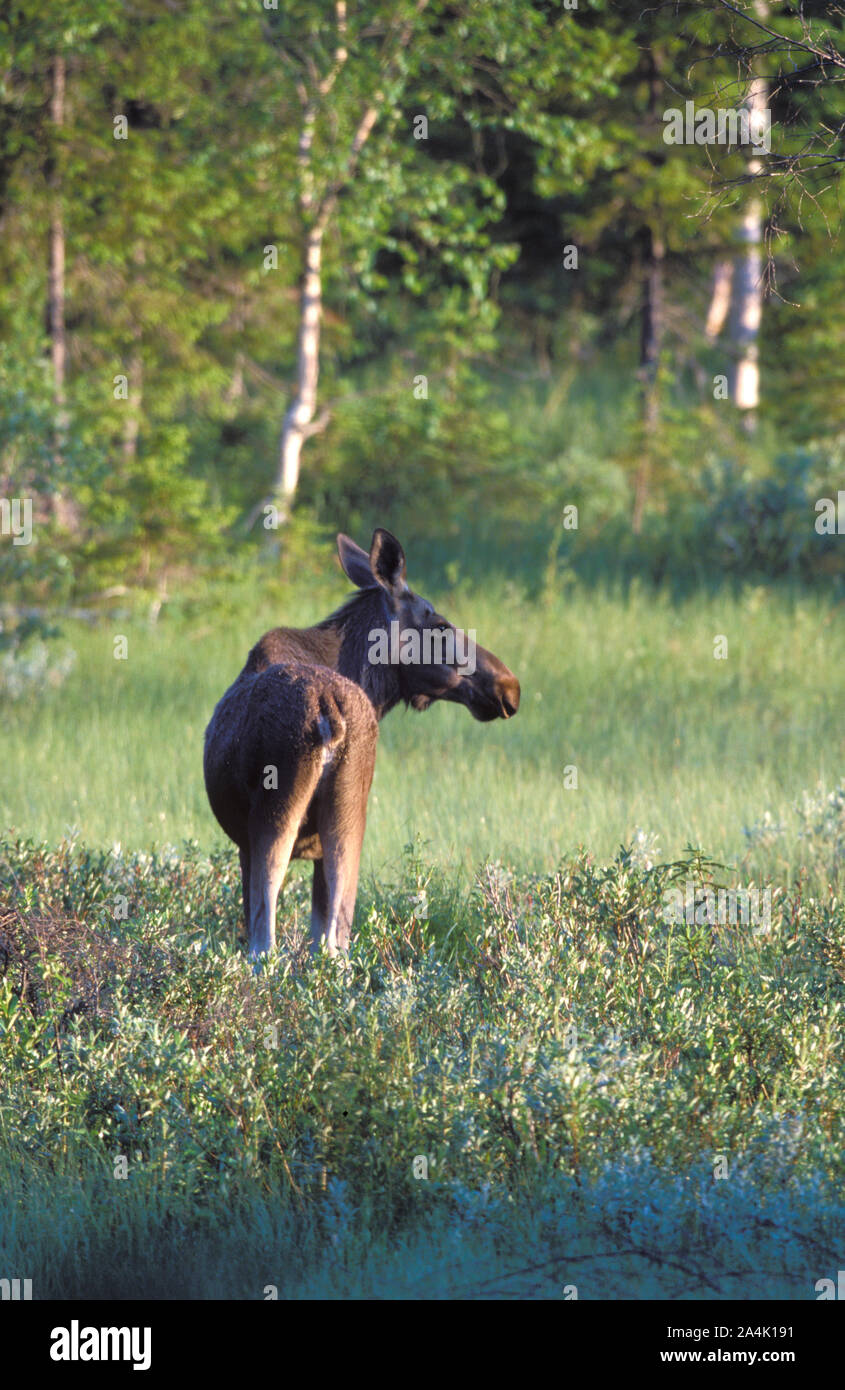 Ein Jahr alten Elch Stockfoto