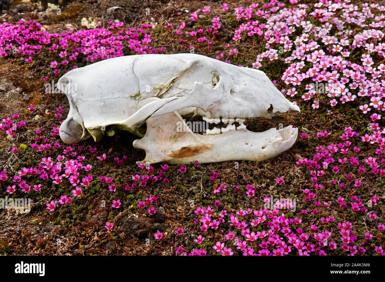 Schädel eines Eisbären liegen in der Heide und Moos auf Spitzbergen Stockfoto