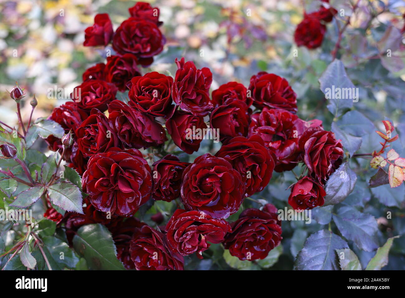 Schöne Blut rote Rosen im Garten. Regen fällt wie Kristalle auf die Blütenblätter. Romantische Hintergrund Foto. Hochzeit, Valentinstag, verträumte Stimmung. Stockfoto