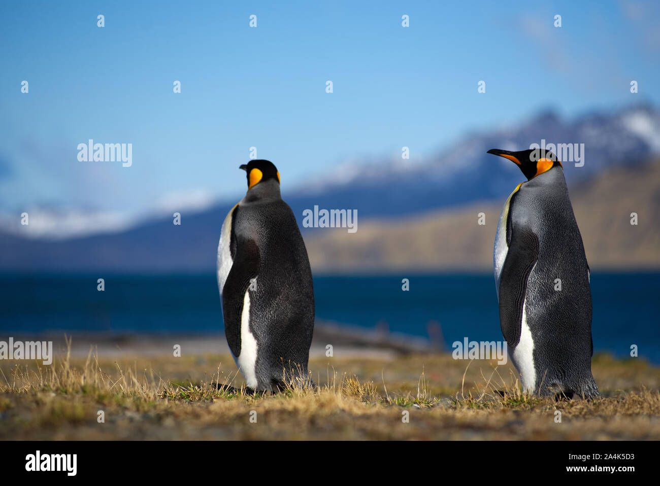 König Pinguin Stockfoto
