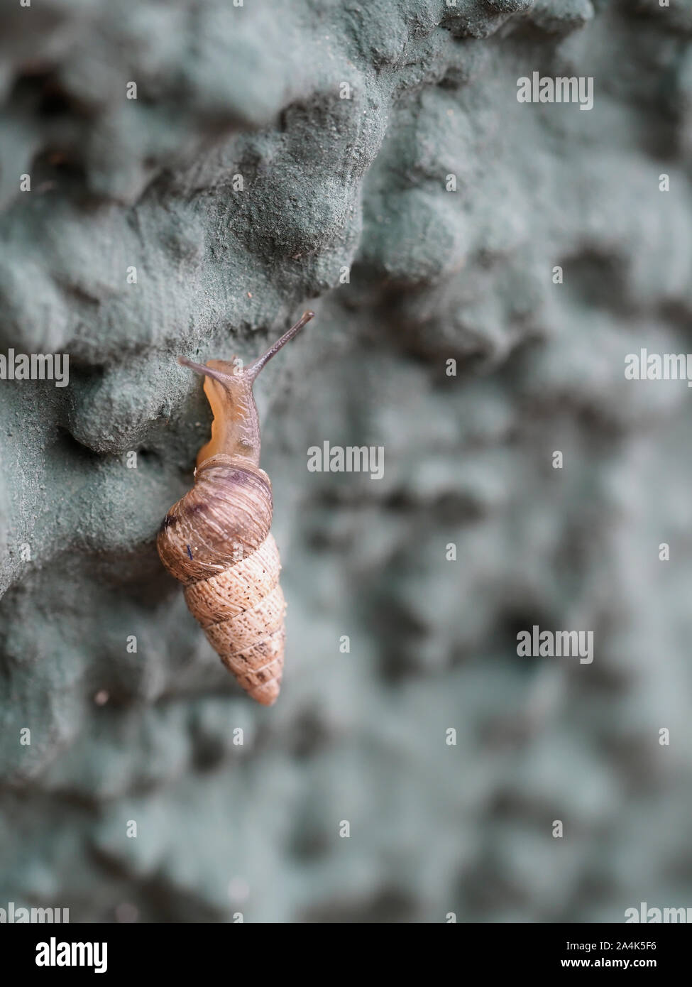 Cochlicella acuta aka Schnecke hingewiesen. Kleine, aber feine spired, spitzes, Atemluft- land Schnecken. Stockfoto