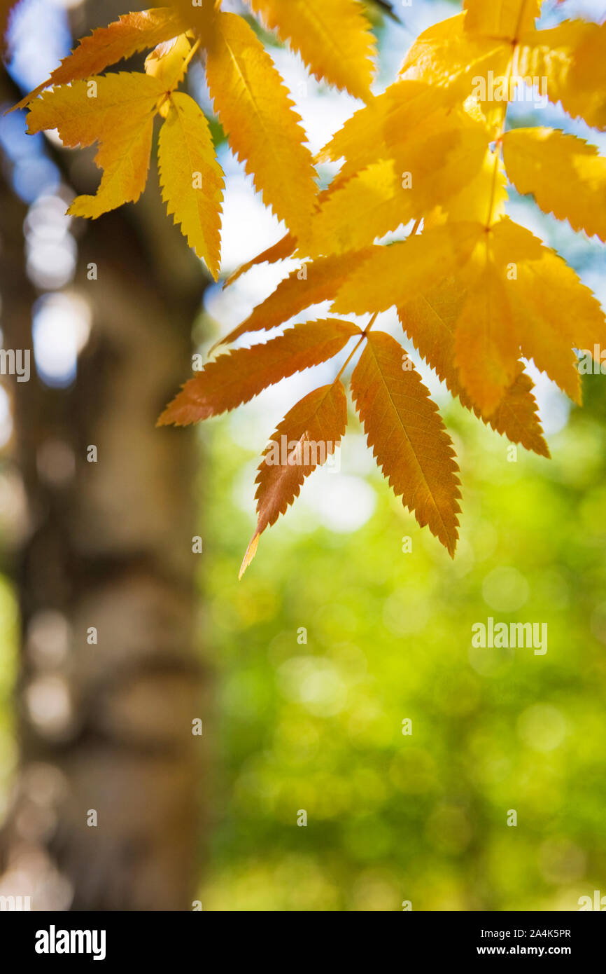 Herbst in Oppland, Norwegen Stockfoto