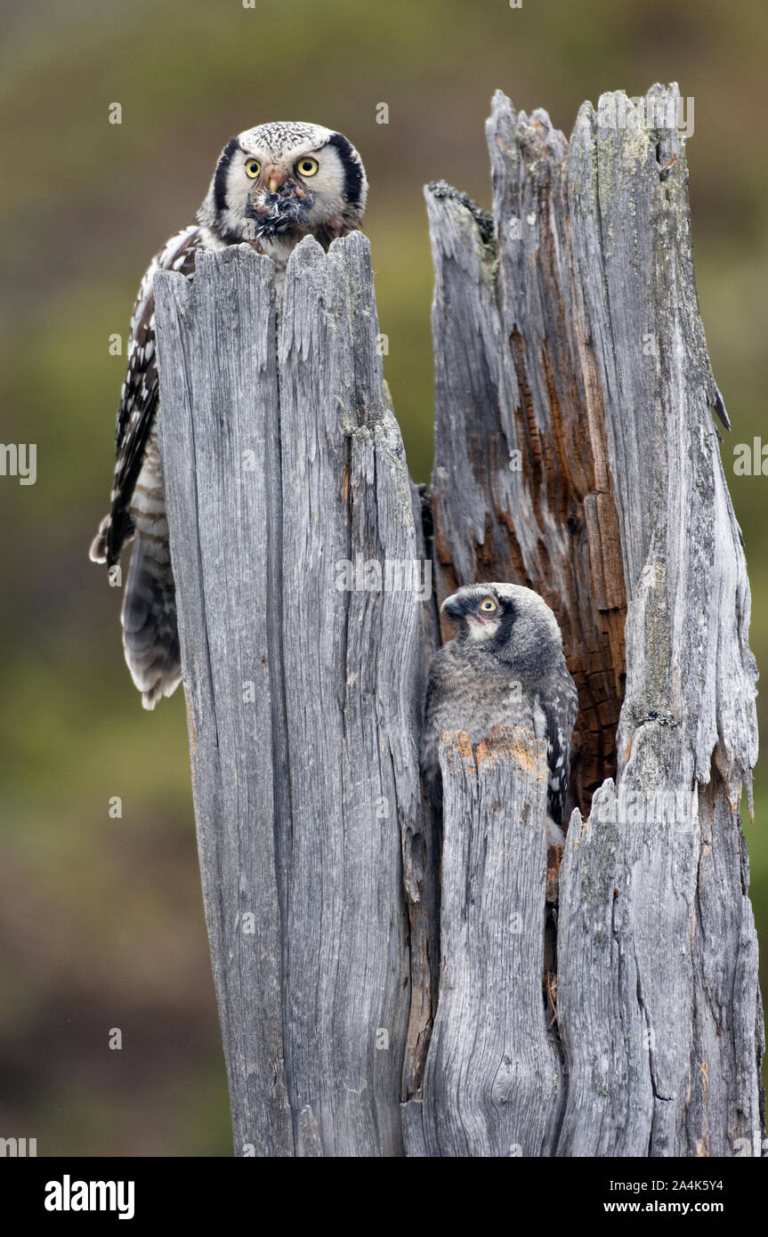 Northern hawk Owl (Surnia Ulula) nisten in einen Baumstamm. Pasvik, Sør-Varanger, Finnmark. Stockfoto