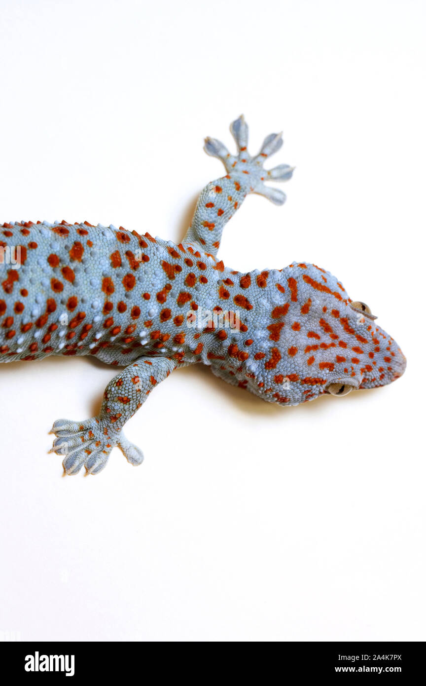 Ein gecko Stockfoto