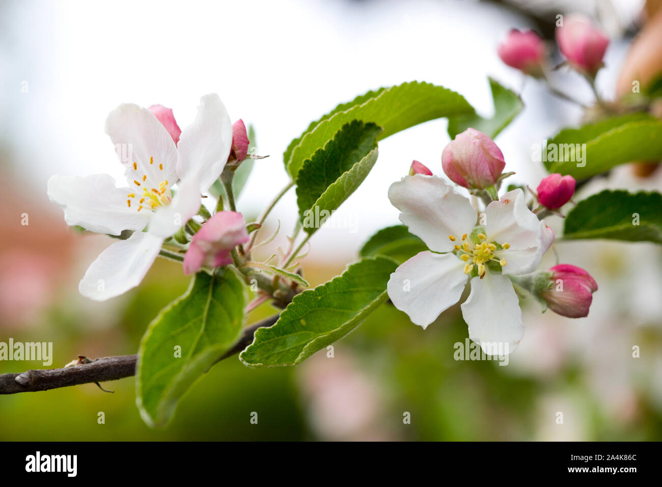 Apfelbaum in der Blüte in Norwegen. Stockfoto
