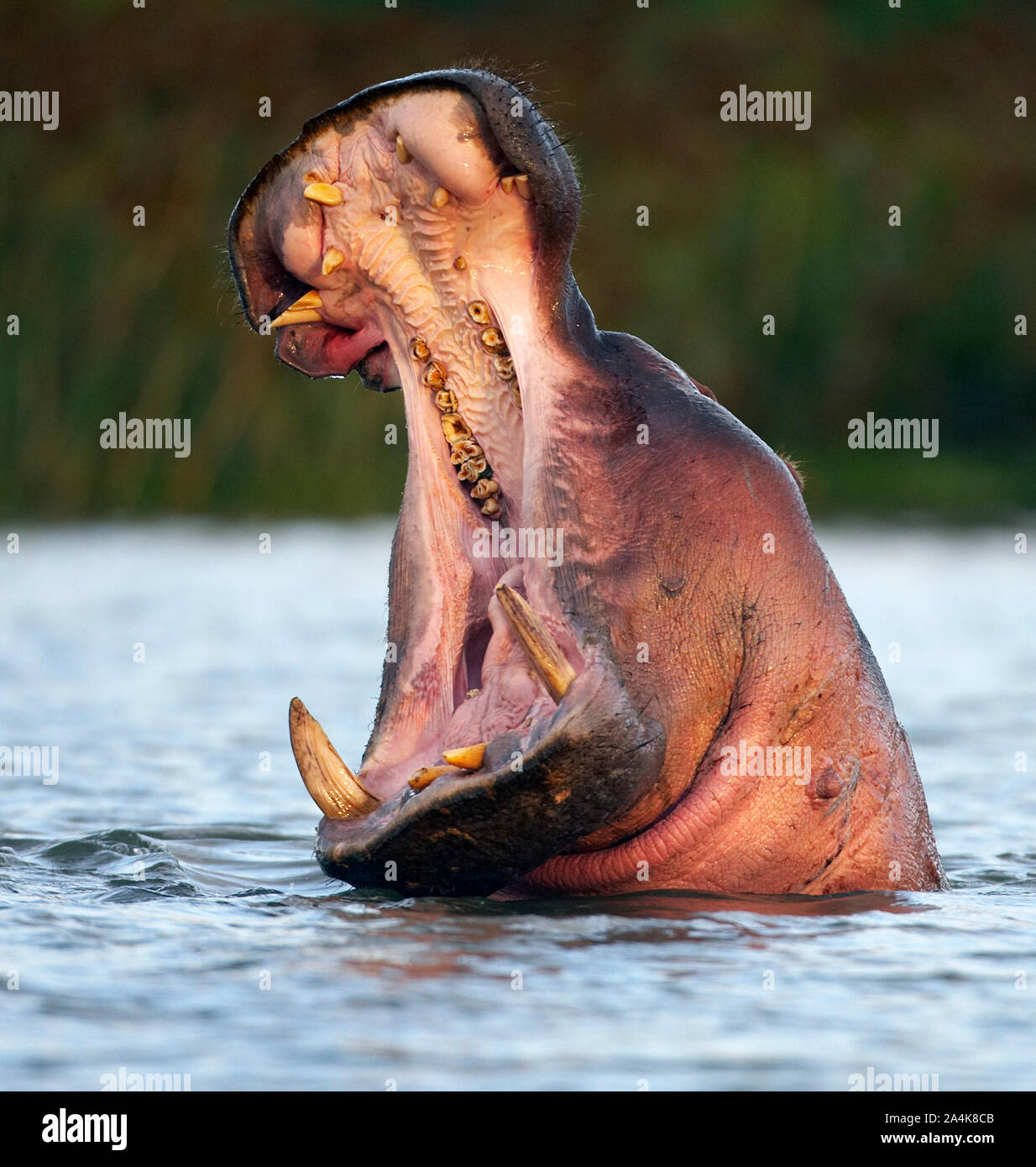 Nahaufnahme von Hippopotamus Roaring/Gähnen im See Naiwasha, Kenia Stockfoto