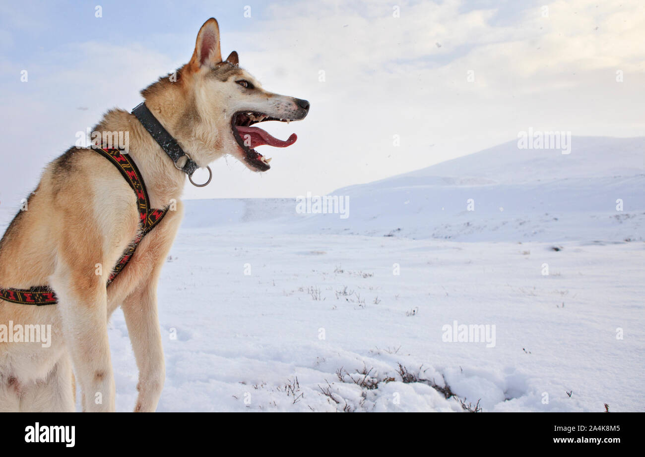 Portrait von Husky Hund im Schnee, Landschaft Stockfoto