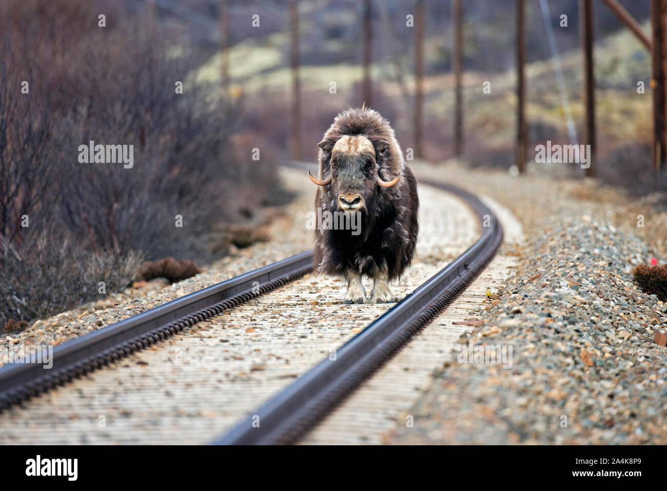 Moschusochse atnding auf die Bahn Stockfoto