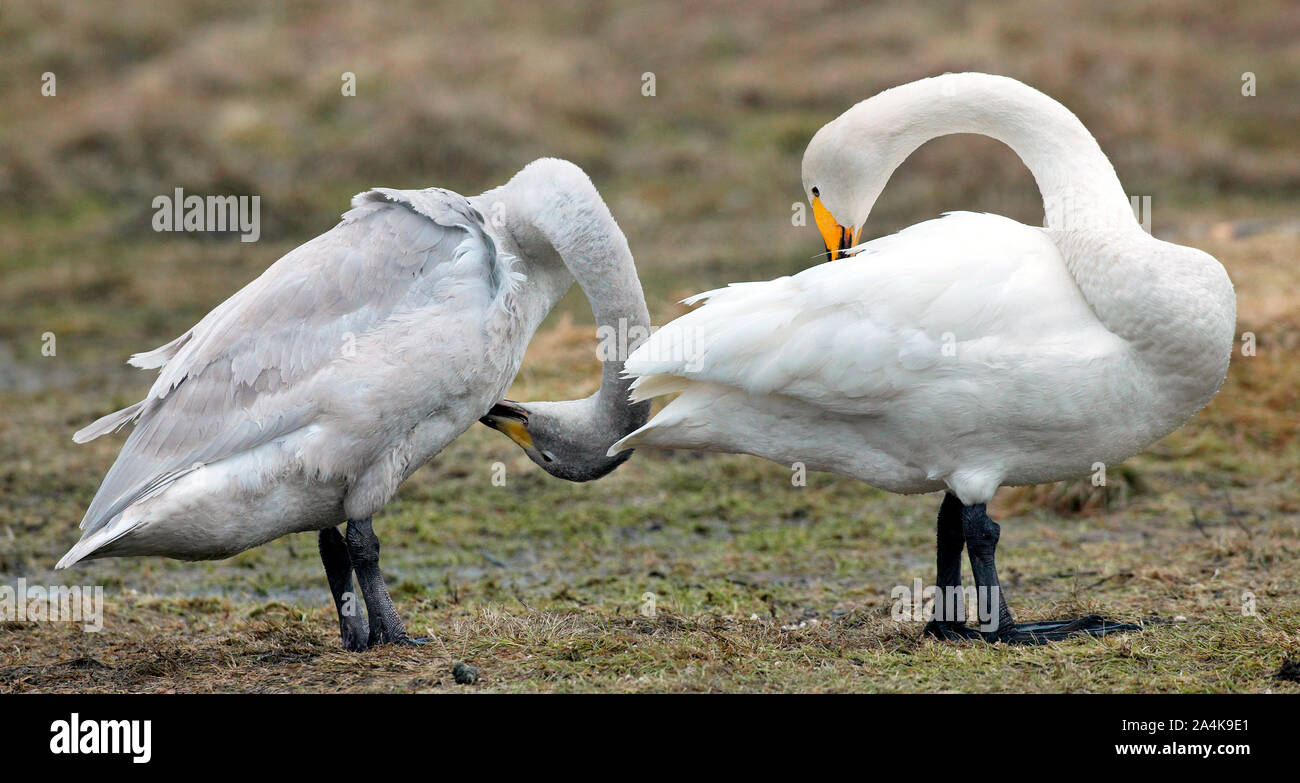 Zwei Schwäne Stockfoto