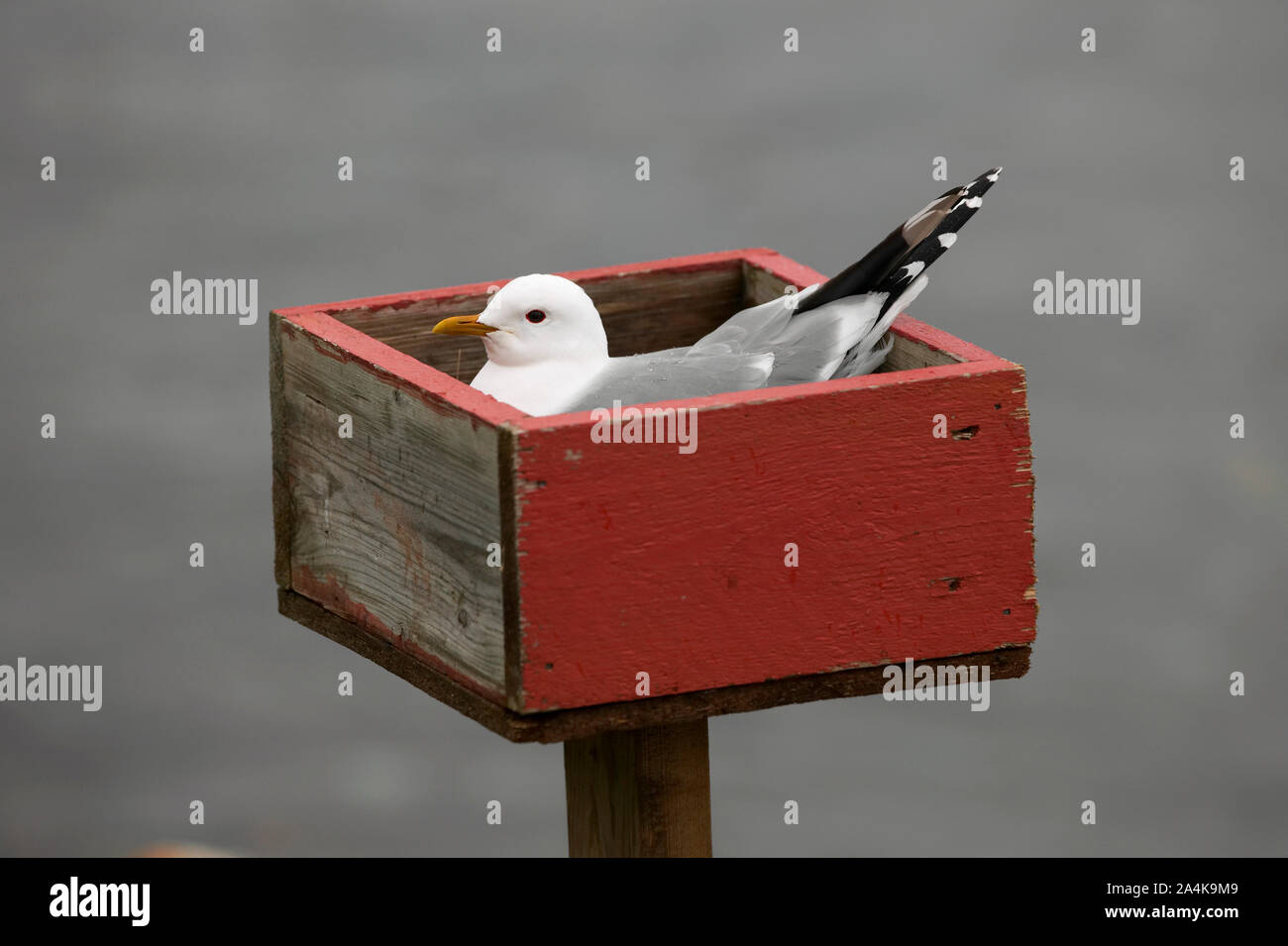 Möwe auf dem Nest Stockfoto
