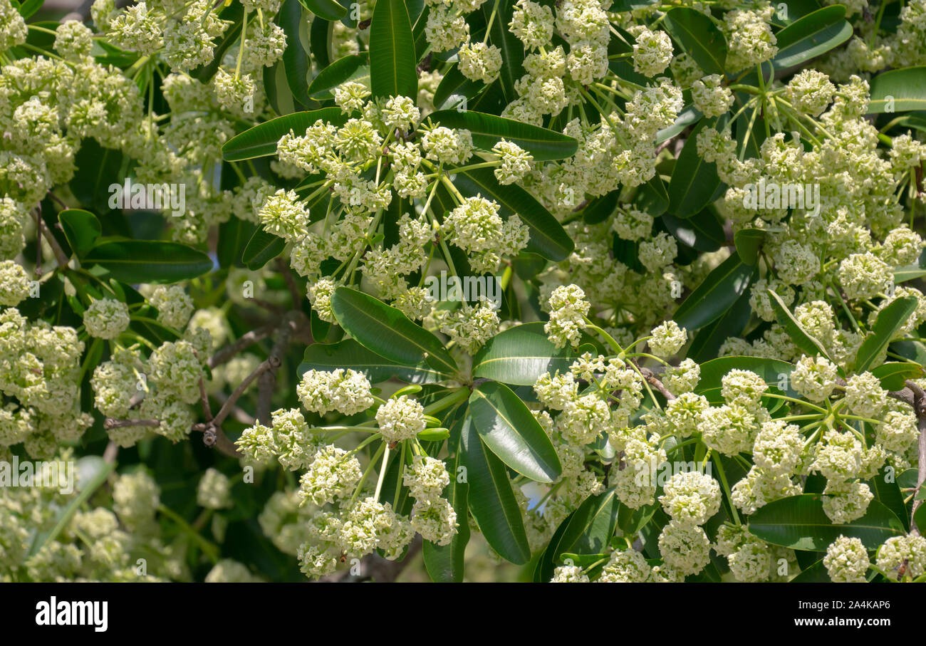 Teufel Baum oder blackboard Baum (Alstonia scholaris) mit Blumen haben einen stechenden Geruch Stockfoto