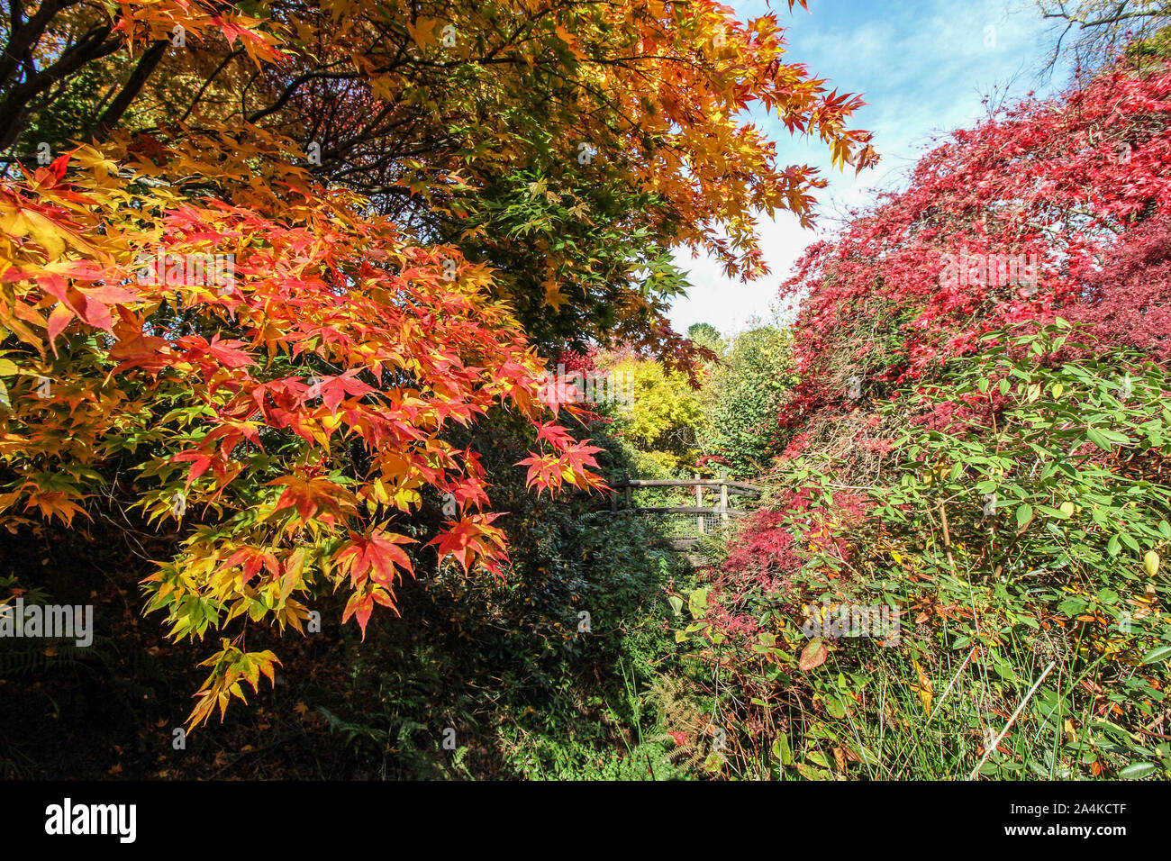 Acer Bäume hinzufügen Spektakel auf den Herbst im Devon Garten Haus in der Nähe von Buckland Monachorum Stockfoto