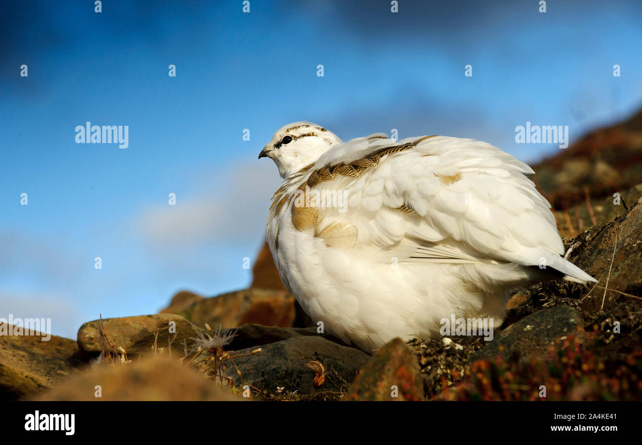 Rock Alpenschneehuhn (Lagopus muta hyperborea), Billefjord, Svalbard, Spitzbergen, Norwegen, Skandinavien, Stockfoto