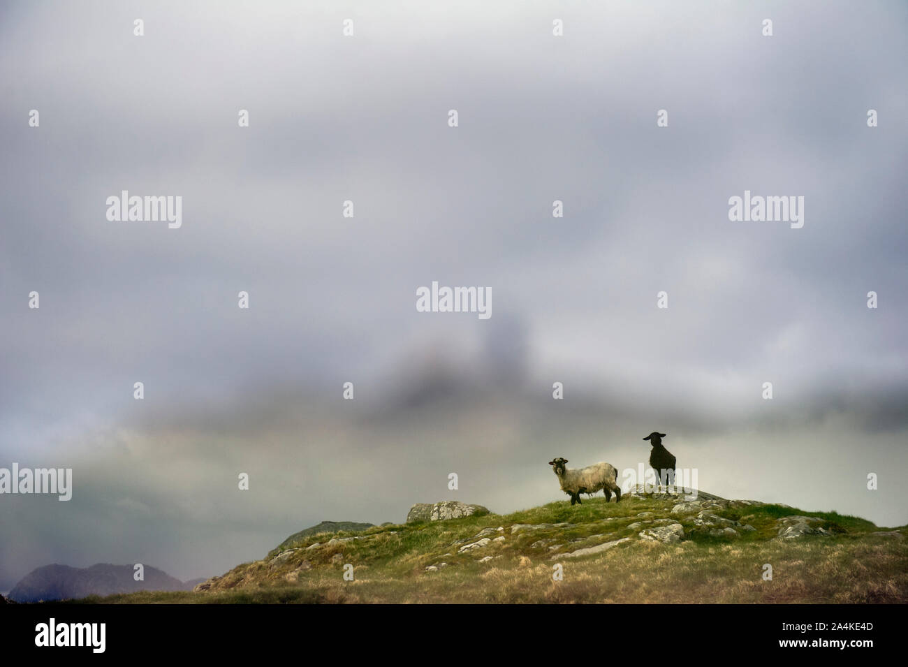 Zwei Schafe oben am Berg, Europa; Flekkefjord, Hidra, Nordeuropa, Skandinavien, Norwegen, Landskapsbilder Stockfoto