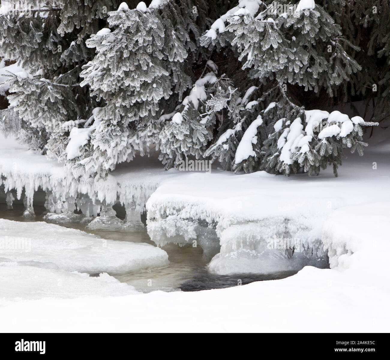 Schneebedeckten Ästen, Nordeuropa, Skandinavien, Norwegen Stockfoto