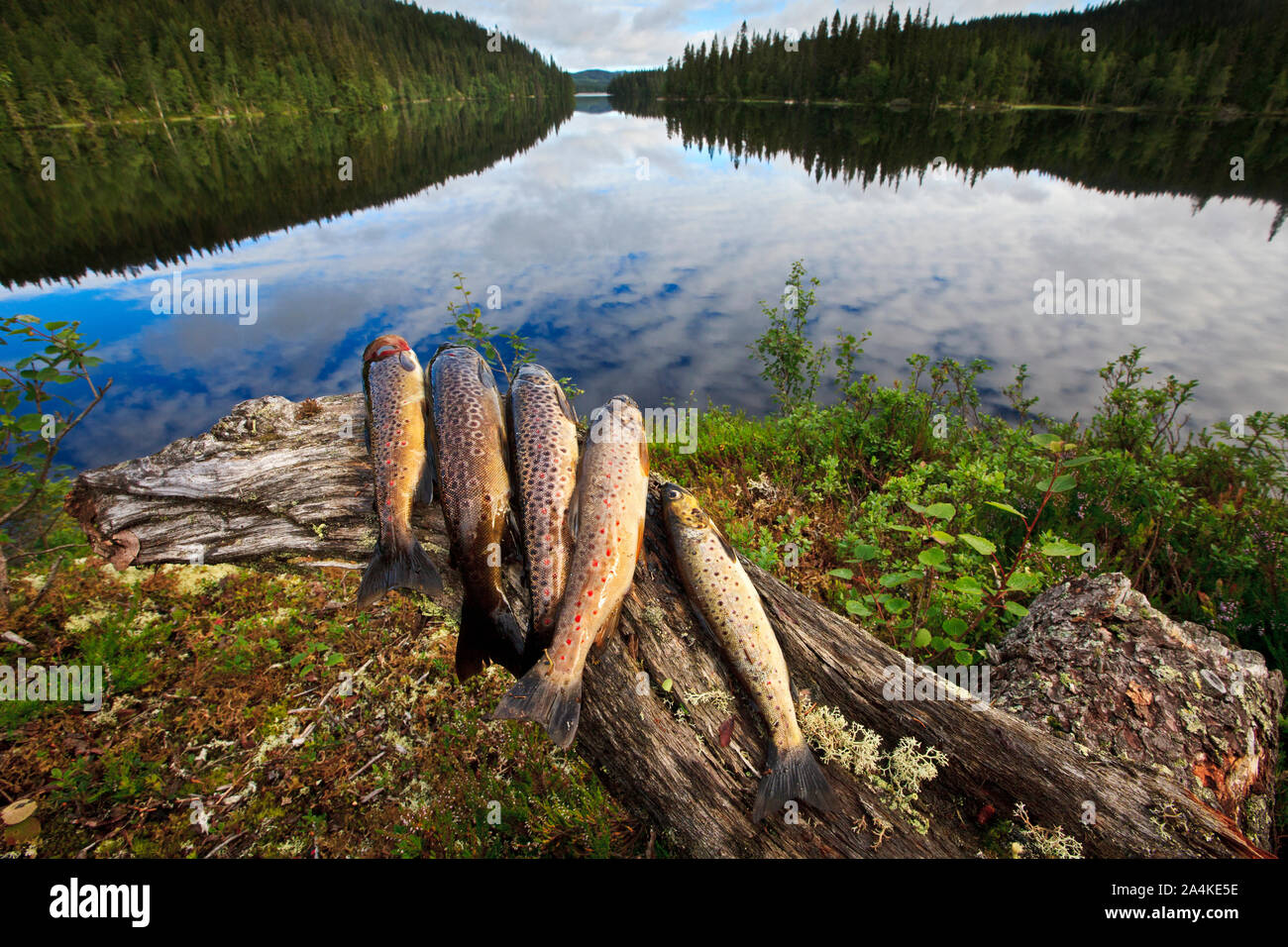 Den Fang von Forellen fischen, Nordeuropa, Skandinavien, Norwegen Stockfoto