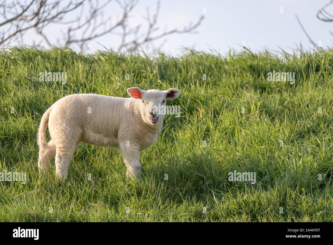 Ein blöken Lamm steht im Gras auf dem Hang eines Deiches im Frühling. Stockfoto