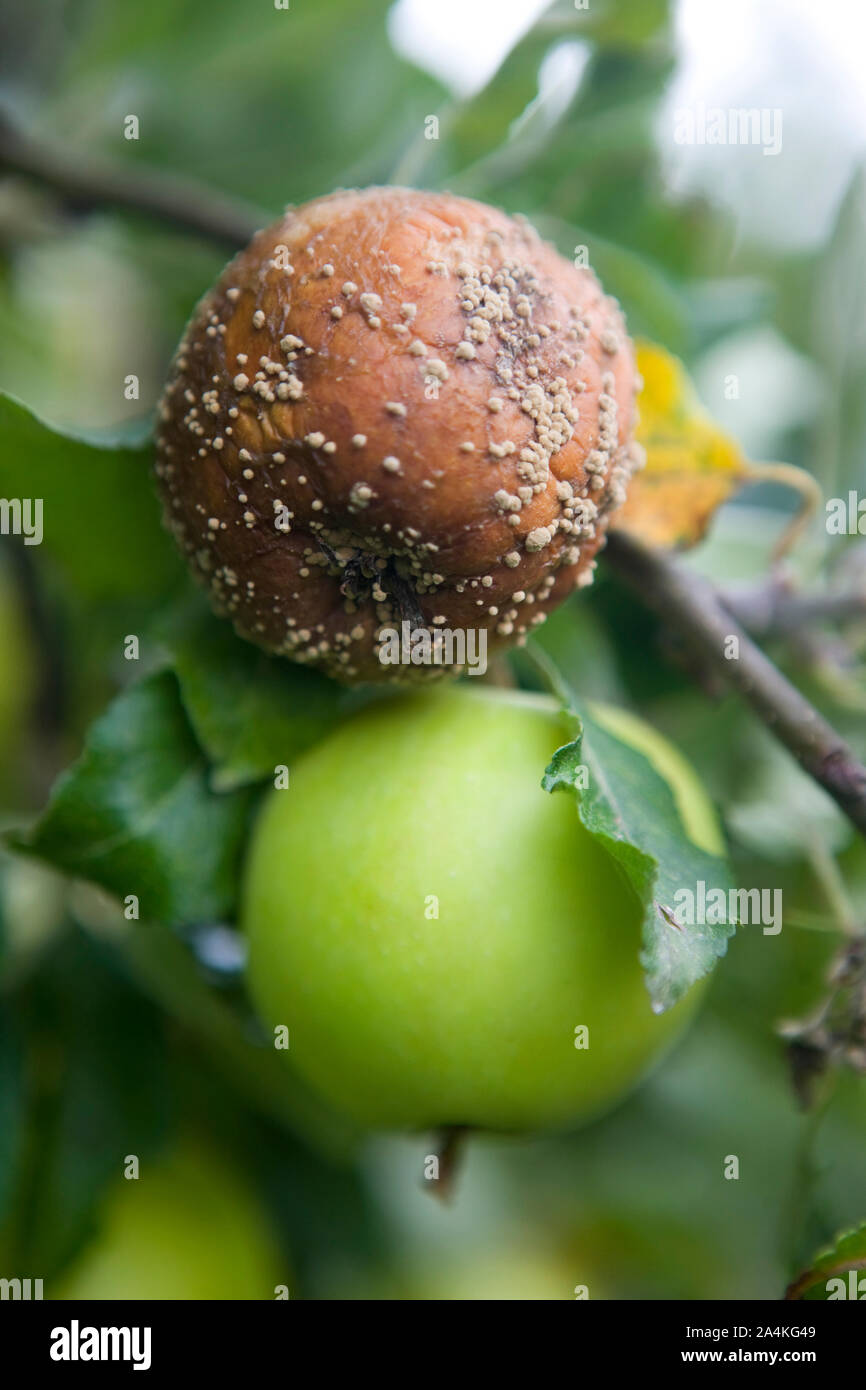 Apfelbäume - einen faulen Apfel in Norwegen Stockfoto