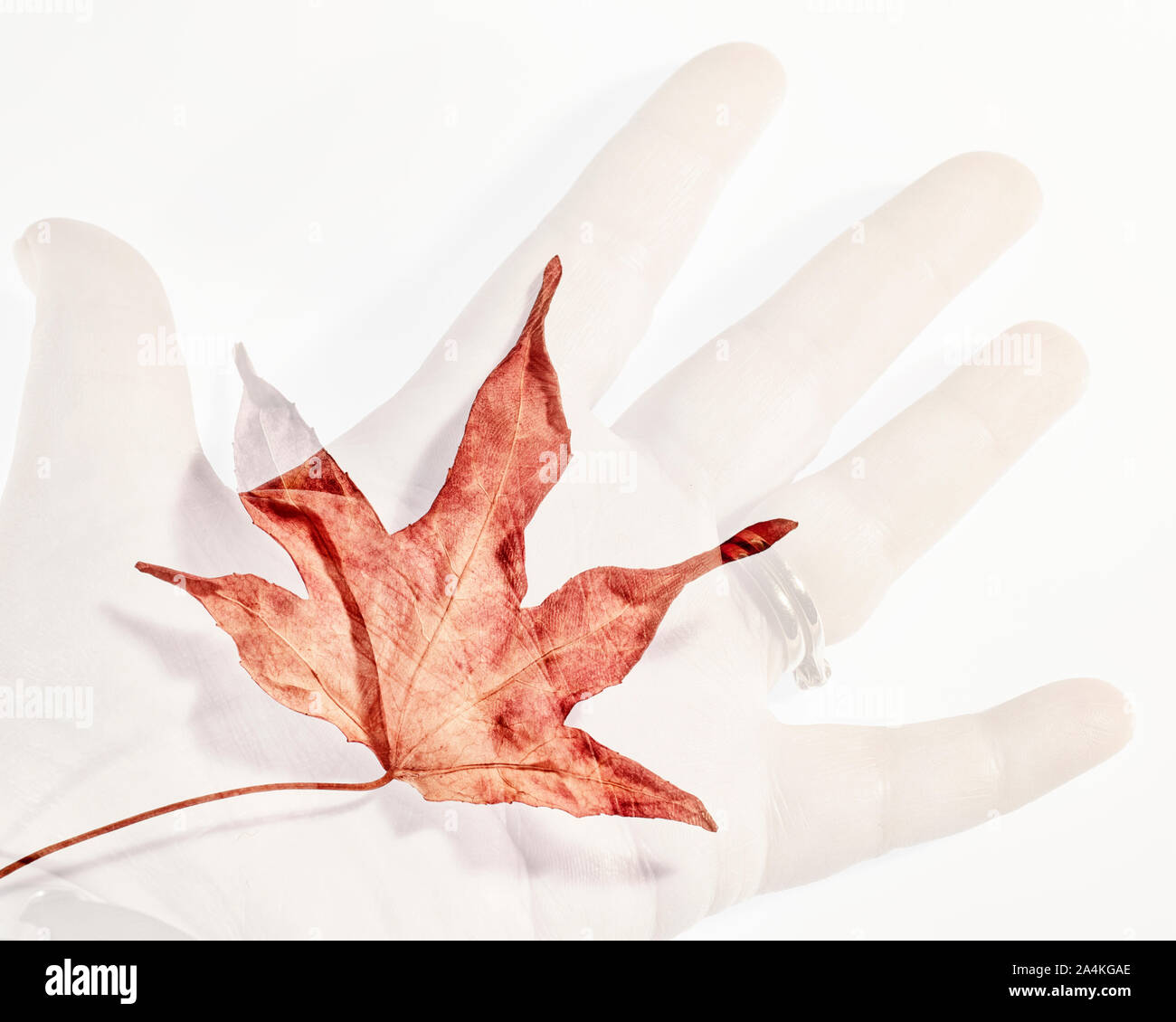 Doppel Belichtung einer Herbst Blatt auf einer Hand Stockfoto
