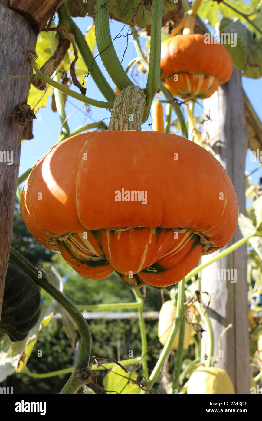 Der Türke Turban Squash auf einem Weinstock Stockfoto