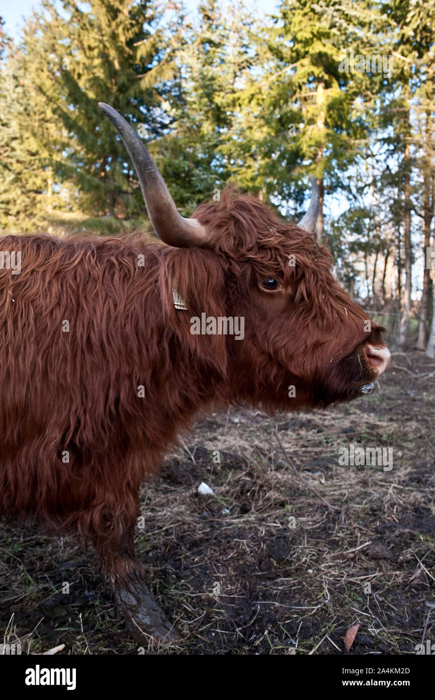 Highland Cattle im Profil Stockfoto